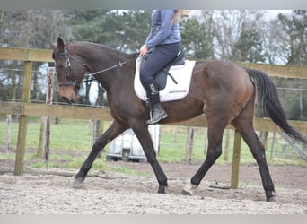 Andere Rassen, Merrie, 13 Jaar, 164 cm, Donkerbruin