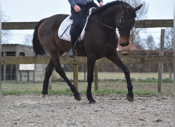 Andere Rassen, Merrie, 13 Jaar, 164 cm, Donkerbruin