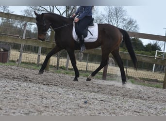 Andere Rassen, Merrie, 13 Jaar, 164 cm, Donkerbruin