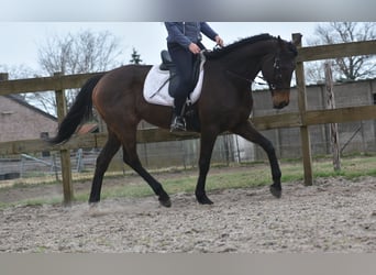 Andere Rassen, Merrie, 13 Jaar, 164 cm, Donkerbruin