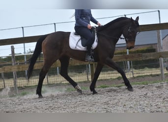 Andere Rassen, Merrie, 13 Jaar, 164 cm, Donkerbruin