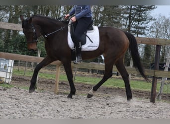Andere Rassen, Merrie, 13 Jaar, 164 cm, Donkerbruin