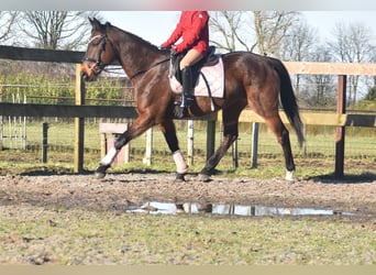 Andere Rassen, Merrie, 13 Jaar, 164 cm, Donkerbruin