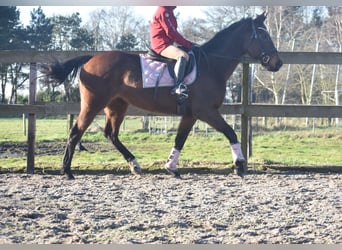 Andere Rassen, Merrie, 13 Jaar, 164 cm, Donkerbruin