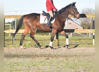 Andere Rassen, Merrie, 13 Jaar, 164 cm, Donkerbruin