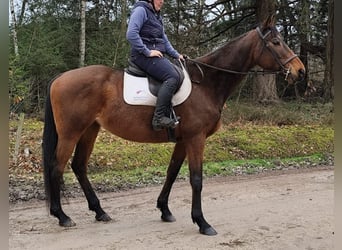 Andere Rassen, Merrie, 13 Jaar, 168 cm, Bruin