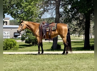 Andere Rassen, Merrie, 13 Jaar, Buckskin