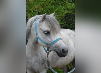 Andere Rassen, Merrie, 14 Jaar, 115 cm, Schimmel