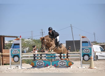 Andere Rassen, Merrie, 14 Jaar, 138 cm, Vos