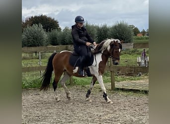 Andere Rassen, Merrie, 14 Jaar, 148 cm, Tobiano-alle-kleuren