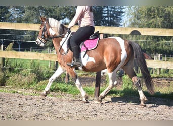 Andere Rassen, Merrie, 14 Jaar, 148 cm, Tobiano-alle-kleuren