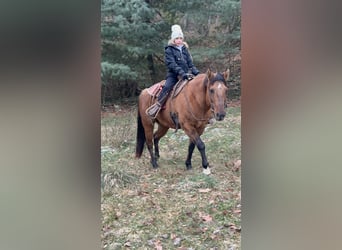 Andere Rassen, Merrie, 14 Jaar, 152 cm, Falbe