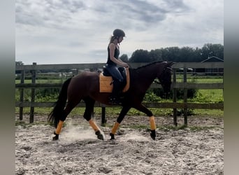 Andere Rassen, Merrie, 14 Jaar, 160 cm, Brauner