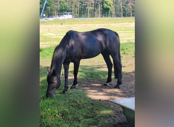 Andere Rassen Mix, Merrie, 14 Jaar, 160 cm, Zwart