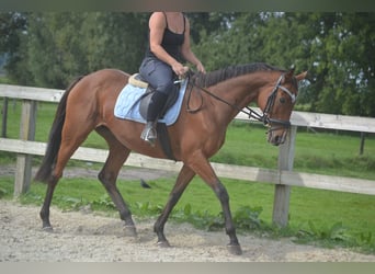 Andere Rassen, Merrie, 14 Jaar, 161 cm, Bruin