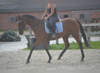 Andere Rassen, Merrie, 14 Jaar, 161 cm, Bruin