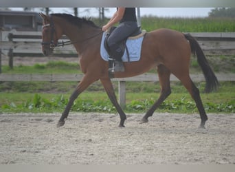 Andere Rassen, Merrie, 14 Jaar, 161 cm, Bruin