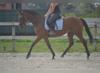 Andere Rassen, Merrie, 14 Jaar, 161 cm, Bruin