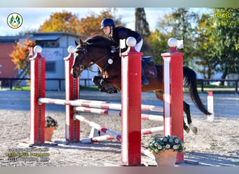 Andere Rassen, Merrie, 15 Jaar, 145 cm, Bruin