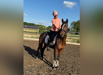 Andere Rassen, Merrie, 15 Jaar, 147 cm, Bruin