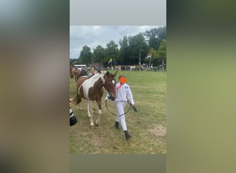 Andere Rassen, Merrie, 15 Jaar, 148 cm, Gevlekt-paard