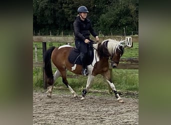 Andere Rassen, Merrie, 15 Jaar, 148 cm, Gevlekt-paard