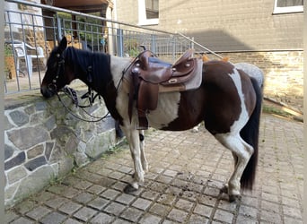 Andere Rassen Mix, Merrie, 15 Jaar, 153 cm, Gevlekt-paard