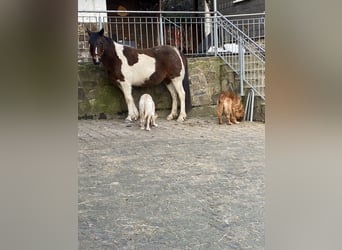 Andere Rassen Mix, Merrie, 15 Jaar, 153 cm, Gevlekt-paard
