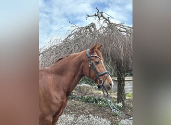 Andere Rassen, Merrie, 15 Jaar, 155 cm, Vos