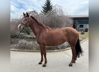 Andere Rassen, Merrie, 15 Jaar, 155 cm, Vos