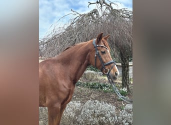 Andere Rassen, Merrie, 15 Jaar, 155 cm, Vos