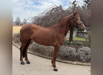 Andere Rassen, Merrie, 15 Jaar, 155 cm, Vos