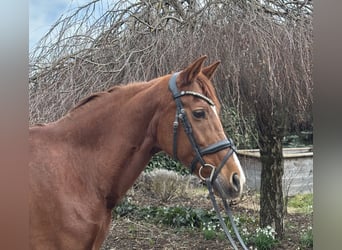 Andere Rassen, Merrie, 15 Jaar, 155 cm, Vos