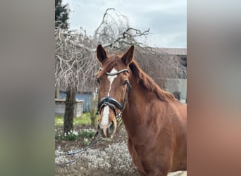 Andere Rassen, Merrie, 15 Jaar, 155 cm, Vos