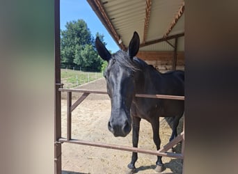 Andere Rassen, Merrie, 15 Jaar, 167 cm, Zwart