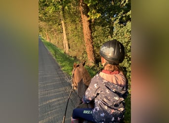 Andere Rassen, Merrie, 16 Jaar, 133 cm, Donkere-vos