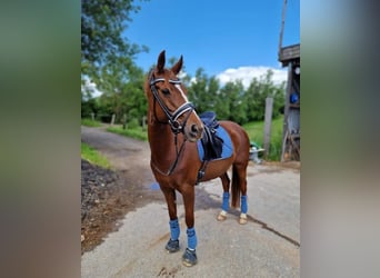 Andere Rassen, Merrie, 16 Jaar, 140 cm, Donkere-vos