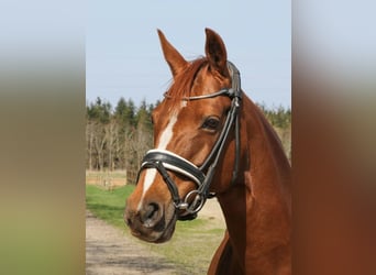 Andere Rassen, Merrie, 16 Jaar, 140 cm, Donkere-vos