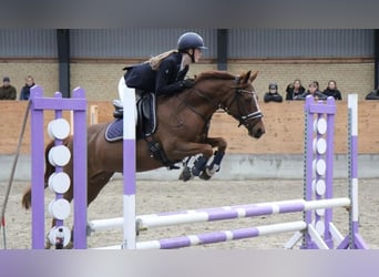 Andere Rassen, Merrie, 16 Jaar, 140 cm, Donkere-vos