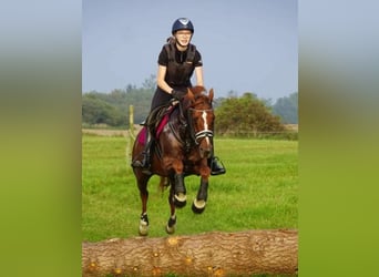Andere Rassen, Merrie, 16 Jaar, 140 cm, Donkere-vos