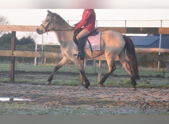 Andere Rassen, Merrie, 16 Jaar, 145 cm, Falbe