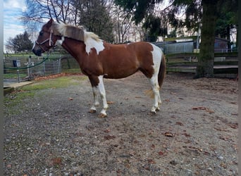Andere Rassen, Merrie, 16 Jaar, 145 cm, Gevlekt-paard