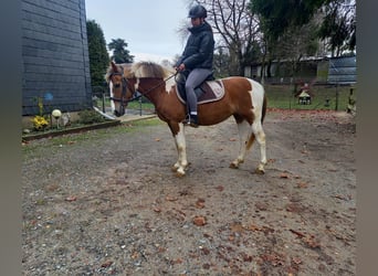 Andere Rassen, Merrie, 16 Jaar, 145 cm, Gevlekt-paard