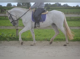 Andere Rassen, Merrie, 16 Jaar, 154 cm, Schimmel