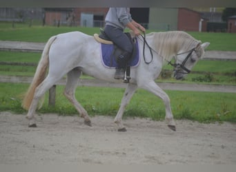 Andere Rassen, Merrie, 16 Jaar, 154 cm, Schimmel