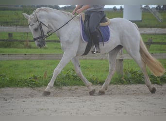 Andere Rassen, Merrie, 16 Jaar, 154 cm, Schimmel