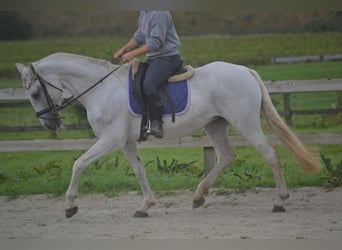 Andere Rassen, Merrie, 16 Jaar, 154 cm, Schimmel