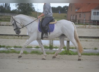 Andere Rassen, Merrie, 16 Jaar, 154 cm, Schimmel