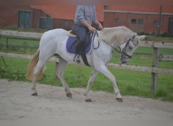 Andere Rassen, Merrie, 16 Jaar, 154 cm, Schimmel