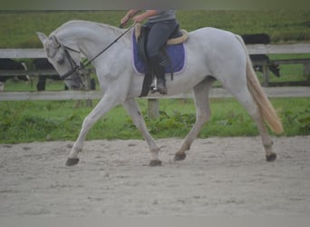 Andere Rassen, Merrie, 16 Jaar, 154 cm, Schimmel